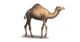 Tradition camel.png